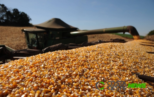 Safra de milho em Guaíra e região, poderá ter 50% de quebra em comparação com o ano passado