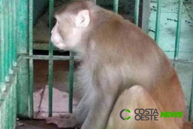Macaco que matou uma pessoa durante crise de abstinência de álcool é condenado à 