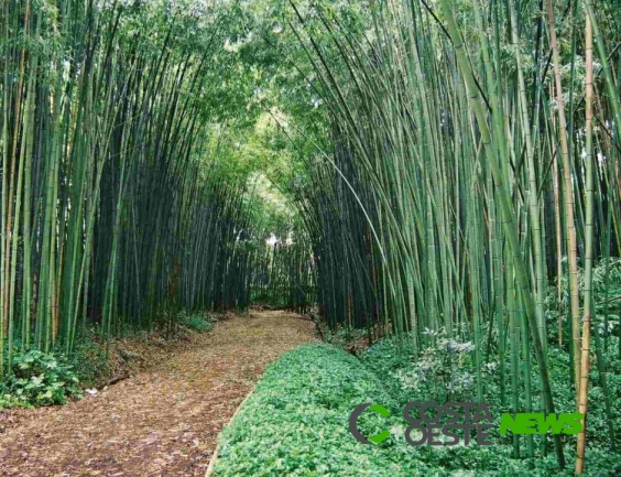 A lição do bambu chinês