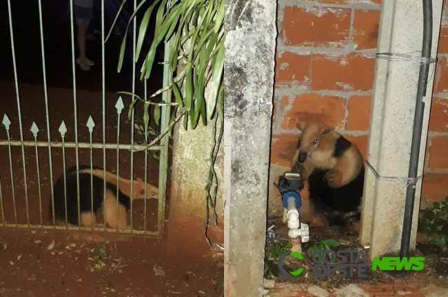 Santa Helena: visita ilustre de tamanduá em bairro surpreende moradores