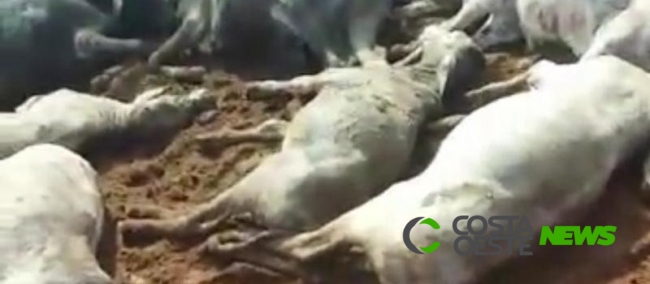 Raio mata pecuarista e várias cabeças de gado no Paraná; vídeo