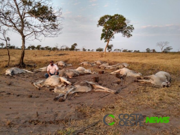 Tristeza: frio surpreende pecuaristas e causa morte de gado em Mato Grosso