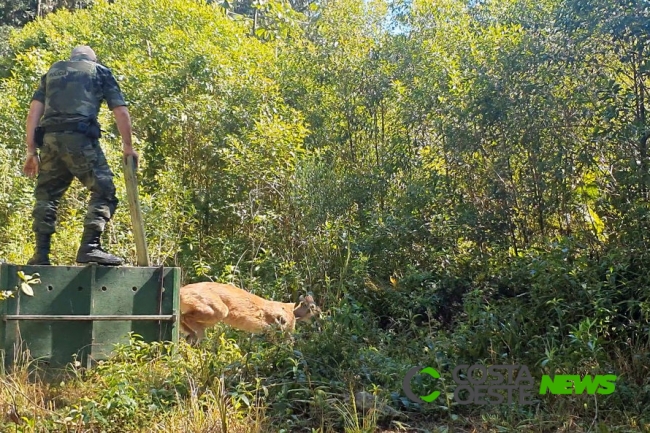 PARANÁ: Onça-parda encontrada em área urbana é devolvida à natureza