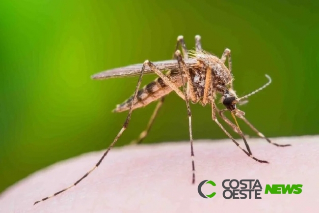 Em duas semanas Paraná tem mais de 100 casos de dengue confirmados