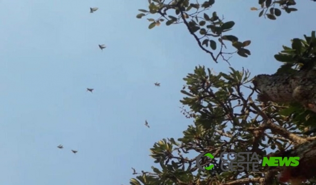 Nuvem de gafanhotos é avistada em Mato Grosso e assusta comunidade rural