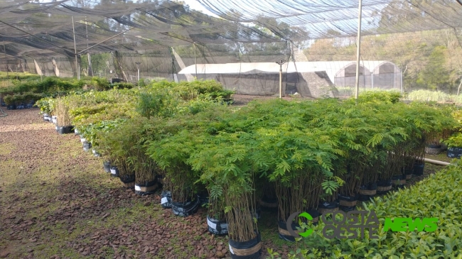 Dia da árvore: Instituto Água e Terra de Toledo fará distribuição de mudas frutíferas 