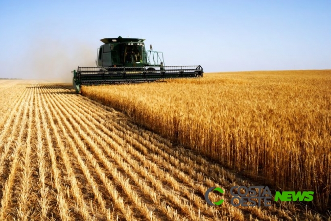 Agricultores iniciam colheita do trigo em Guaíra
