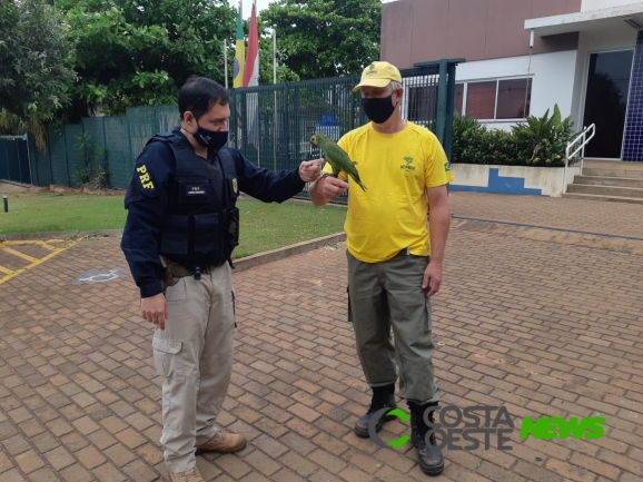 PRF de Guaíra resgata ave silvestre com sinais de maus tratos