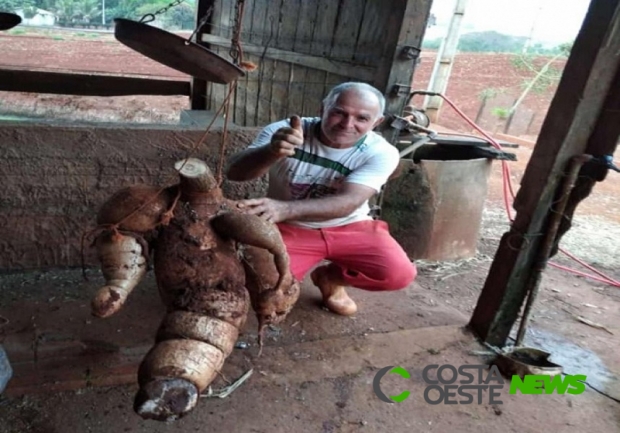 Agricultores da região colhem mandioca com mais de 40 kg