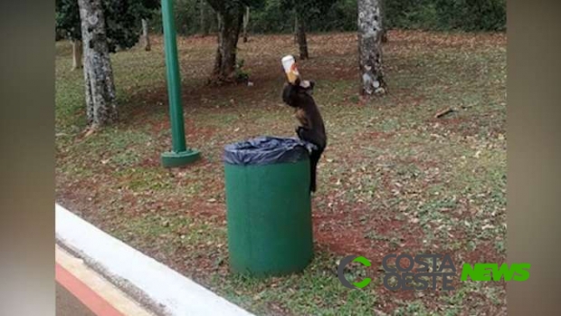 Macaco é flagrado 