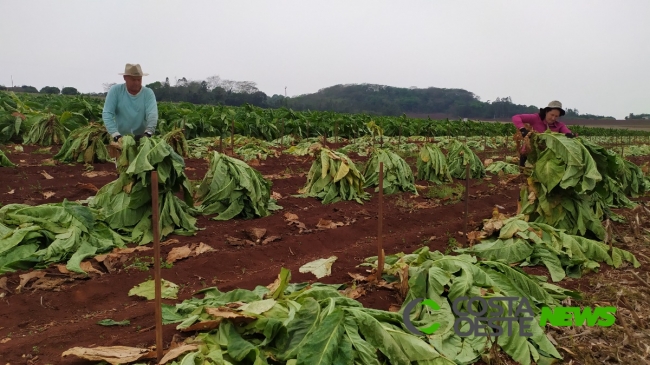 Expedição Costa Oeste: Família cultiva tabaco por gerações, mas sucessão está chegando ao fim