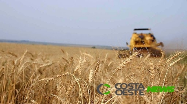 Produtores finalizam colheita do milho e iniciam colheita do trigo em Santa Helena