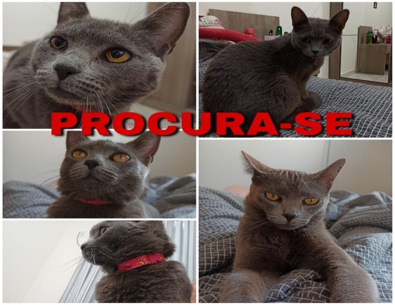 Procura-se gatinha que toma remédio controlado em Medianeira; dona oferece recompensa