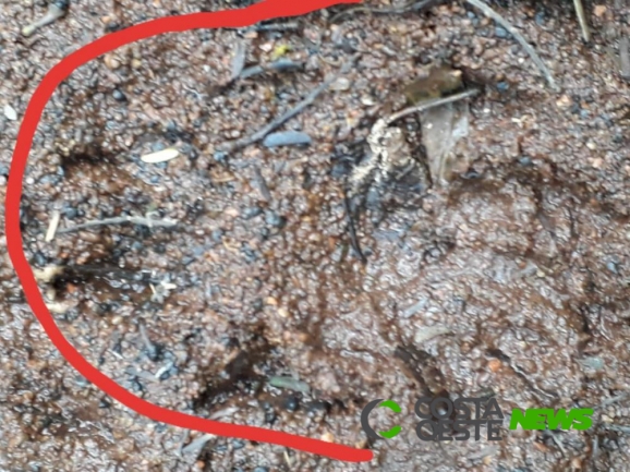 Onça pode estar circulando no entorno de Cascavel