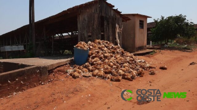 Calor mata 50 mil frangos e causa prejuízo de R$ 3 milhões para avicultor em SP