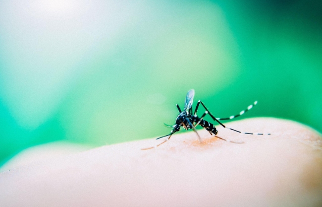 Santa Helena registra primeiro caso de dengue durante o novo período epidemiológico, diz Sesa