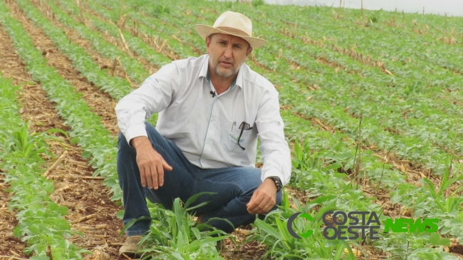 Produtor santa-helenense deve realizar controle de plantas invasoras na lavoura de soja, alerta secretário