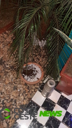 Ladrão de rosas do deserto volta a praticar novo furto em residência de Santa Helena