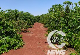 Expedição Costa Oeste 90 Café 