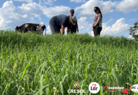 Produtores de leite conquistam bons resultados através de programa de empreendedorismo rural 