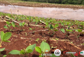 Expedição Costa Oeste: chuvas afetam algumas lavouras e deixam produtores em alerta no oeste do PR