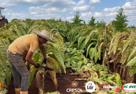 Expedição Costa Oeste: seca e crise do leite fazem pequeno agricultor voltar a cultivar fumo