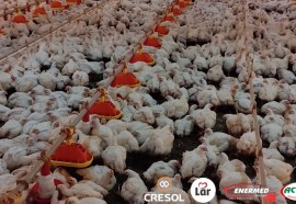 Expedição Costa Oeste: Paraná se torna um dos protagonistas do cenário mundial de produção de aves	