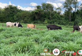 Produtores de leite conquistam bons resultados através de programa de empreendedorismo rural 