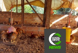 Produção de frango caipira mantém família no campo 