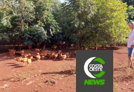 Produção de frango caipira mantém família no campo 