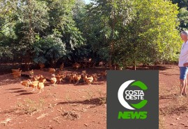 Produção de frango caipira mantém família no campo 