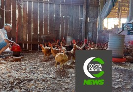 Produção de frango caipira mantém família no campo 