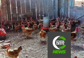 Produção de frango caipira mantém família no campo 