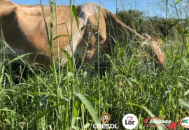 Expedição Costa Oeste: das pastagens ao iogurte, o cooperativismo está fazendo a diferença 