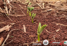 Expedição Costa Oeste: chuvas afetam algumas lavouras e deixam produtores em alerta no oeste do PR