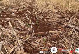 Expedição Costa Oeste: chuvas afetam algumas lavouras e deixam produtores em alerta no oeste do PR