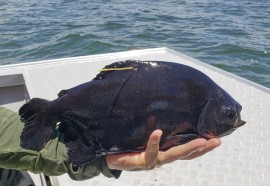 Captura Valdir Anor de Assis - Arquivo Pessoal/Pescadores