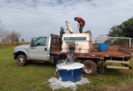 Distribuição de peixes nas aldeias de Itaipulândia e Santa Helena