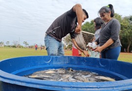 Distribuição de peixes nas aldeias de Itaipulândia e Santa Helena