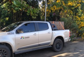 Onça Cacau do Refúgio Biológico da Itaipu