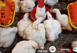 Expedição Costa Oeste: Paraná se torna um dos protagonistas do cenário mundial de produção de aves	