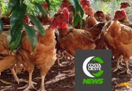 Produção de frango caipira mantém família no campo 