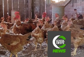 Produção de frango caipira mantém família no campo 