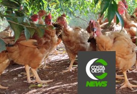 Produção de frango caipira mantém família no campo 