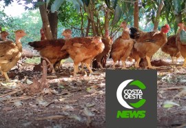 Produção de frango caipira mantém família no campo 