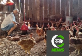 Produção de frango caipira mantém família no campo 