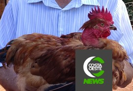 Produção de frango caipira mantém família no campo 