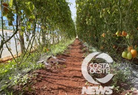 Cultivo protegido do tomate