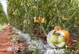 Cultivo protegido do tomate