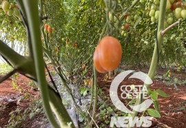 Cultivo protegido do tomate